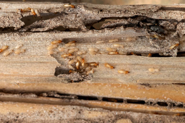 Best Commercial Pest Control Services  in Vernon, WI