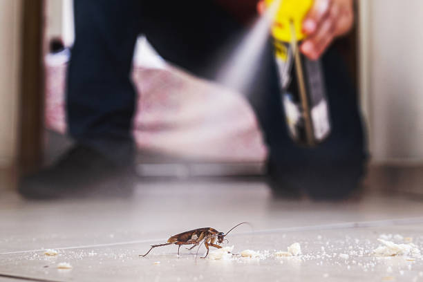 Best Cockroach Control Services  in Vernon, WI