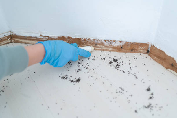 Best Bed Bug Extermination  in Vernon, WI