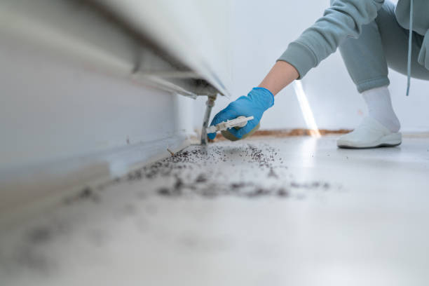 Best Flea Control Services  in Vernon, WI